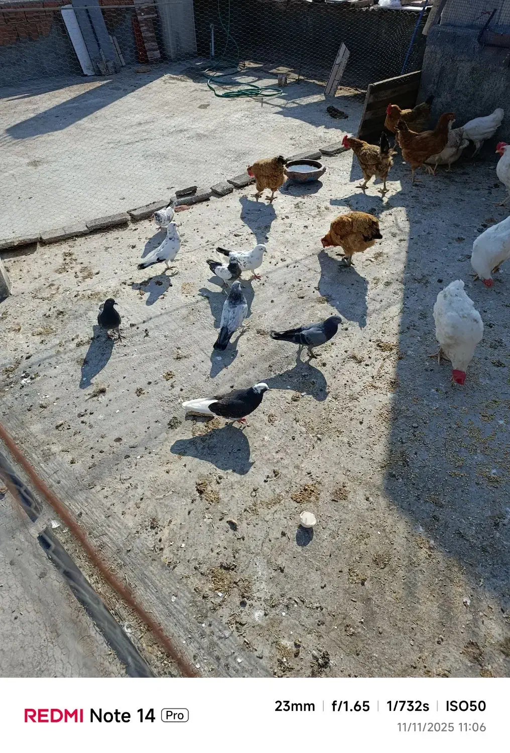 فروش کبوتر|پرنده|ساری, |دیوار