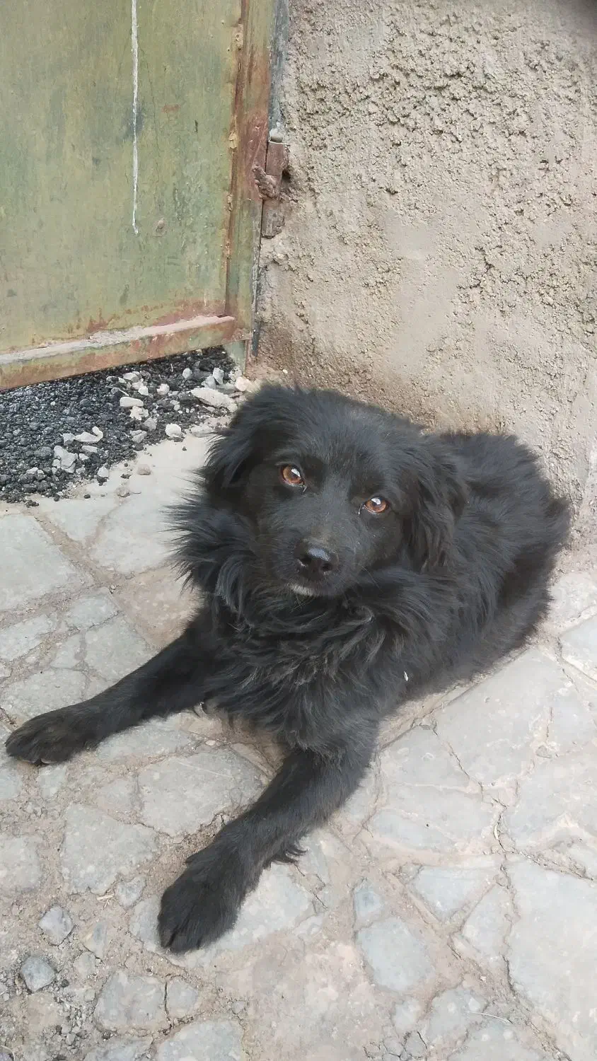 فروش سگ شیتزو|سگ|بم, |دیوار