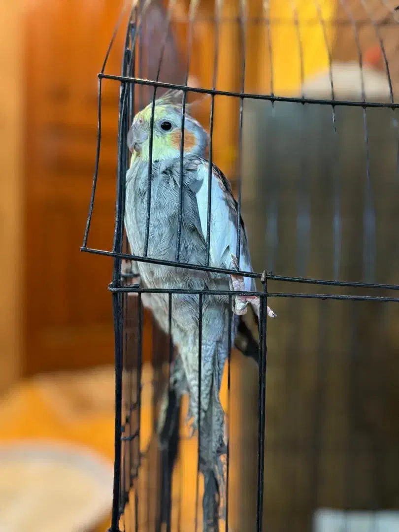 دو تا عروس هلندی نر شیطون|پرنده|مشهد, آزادشهر|دیوار