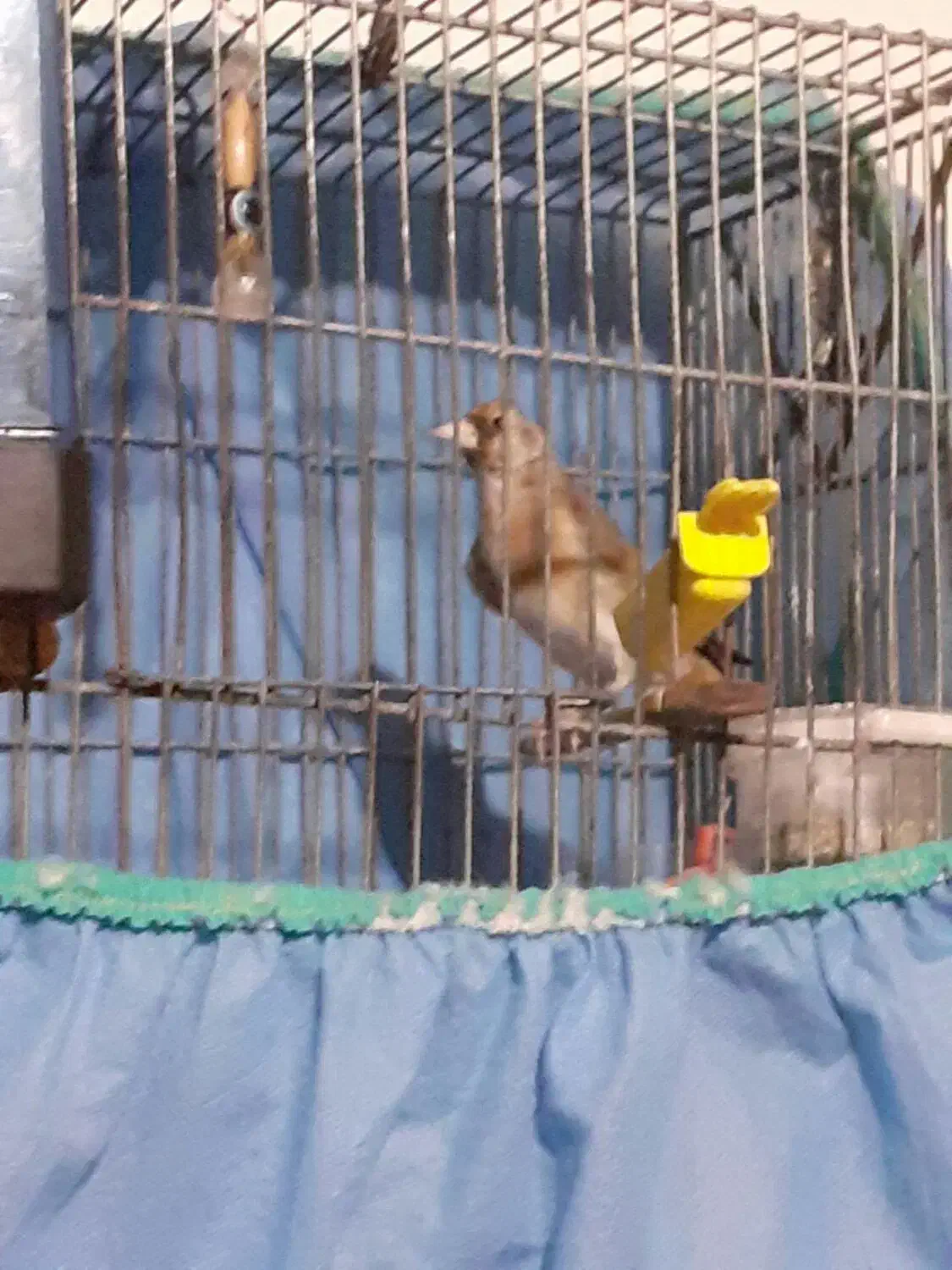 سهره نا خون سفید|پرنده|همدان, |دیوار