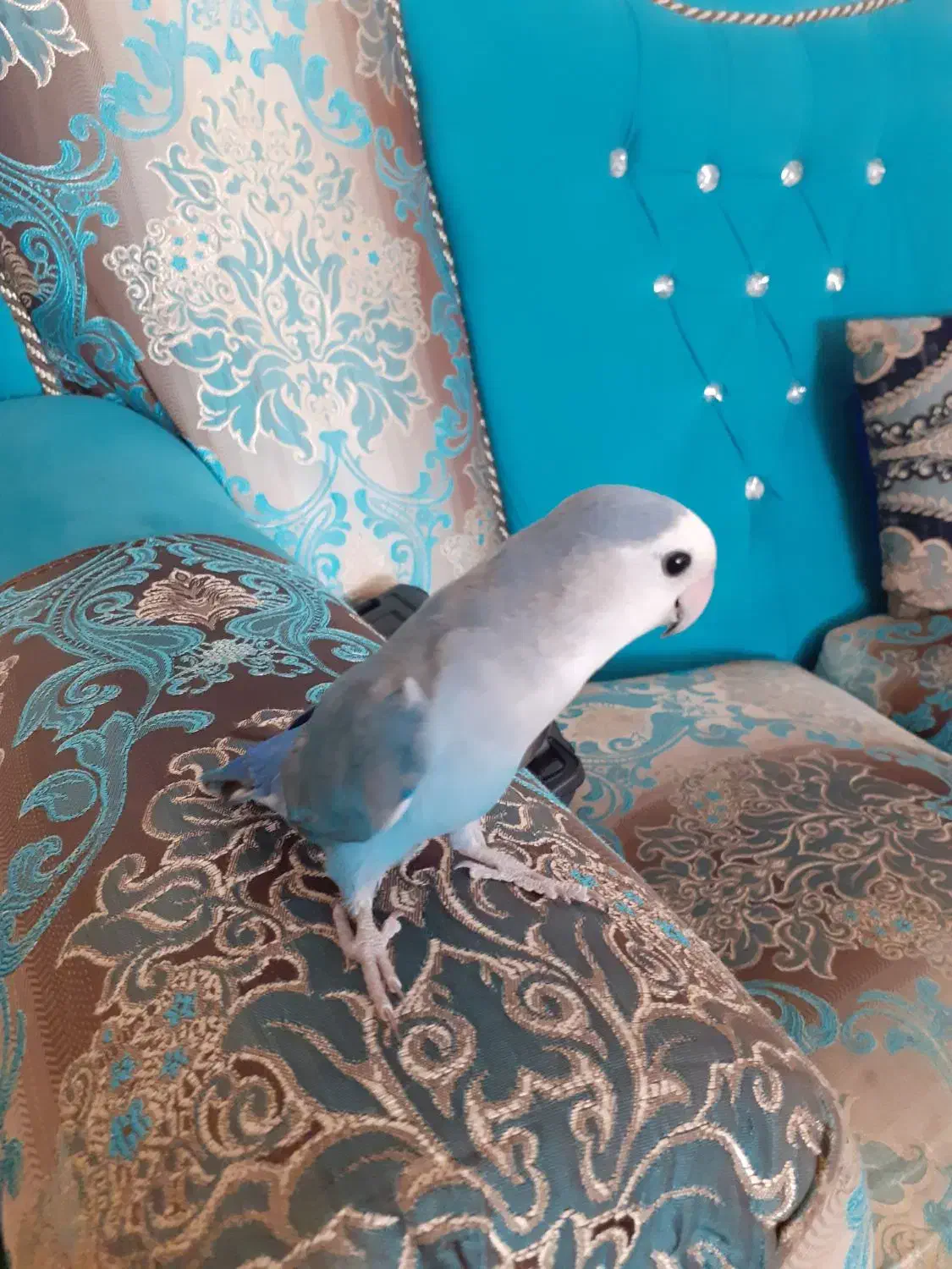 طوطی برزیلی . هودی طوطی|پرنده|کازرون, |دیوار