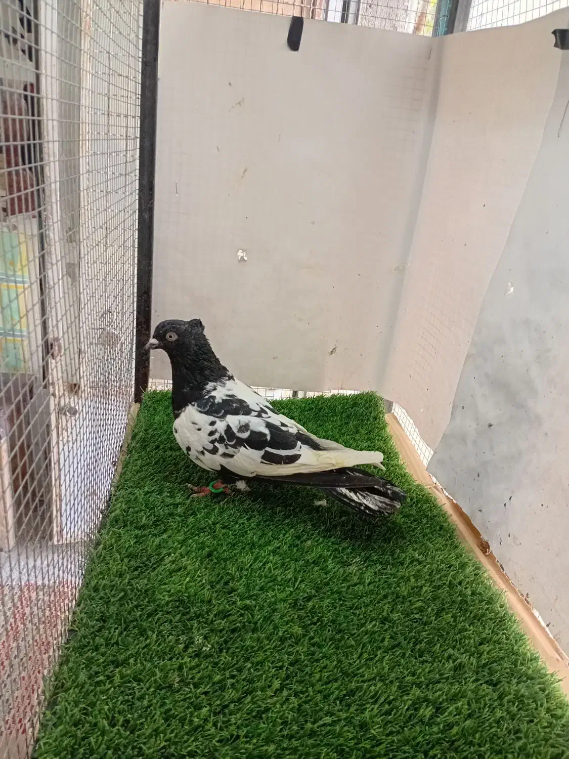 کبوتر کفتر پرشی سرخ سینه سبز|پرنده|شیروان (خراسان), |دیوار