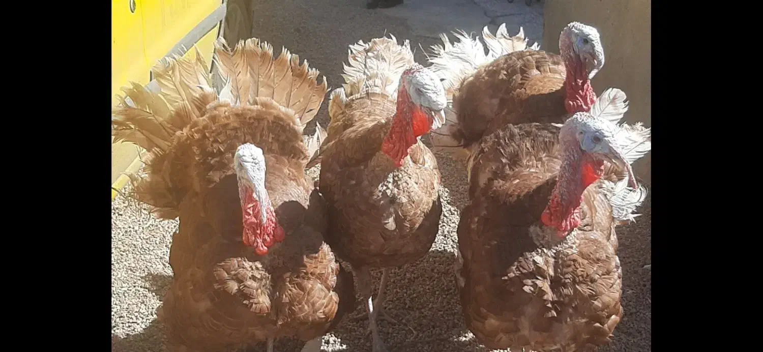 تخم نطفه دار وجوجه بوقلمون|حیوانات مزرعه|اصفهان, سرشبادران|دیوار