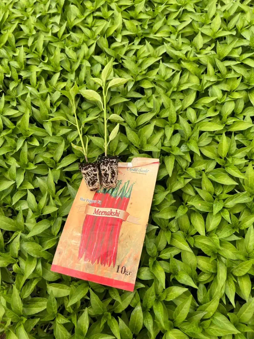 نشا گوجه بادمجان فلفل دلمه و تند و...|خدمات باغبانی و درختکاری|بندرعباس, |دیوار