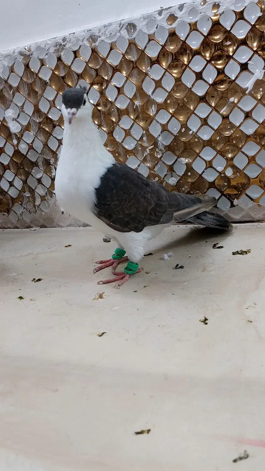 کبوترچپ|پرنده|مشهد, انصار|دیوار