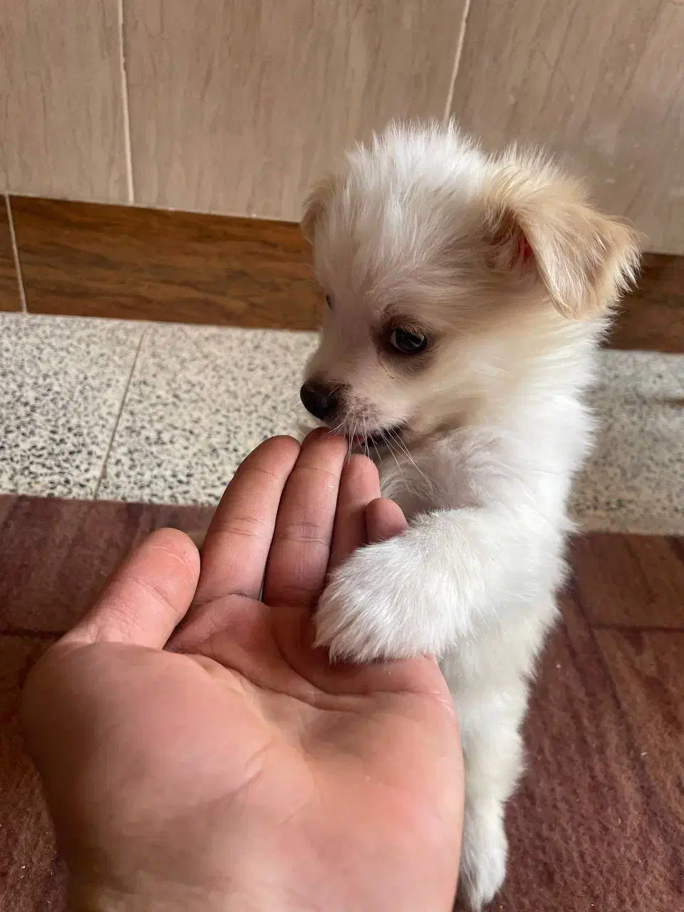 پامر اشپیتز خرسی|سگ|اصفهان, آبشار|دیوار