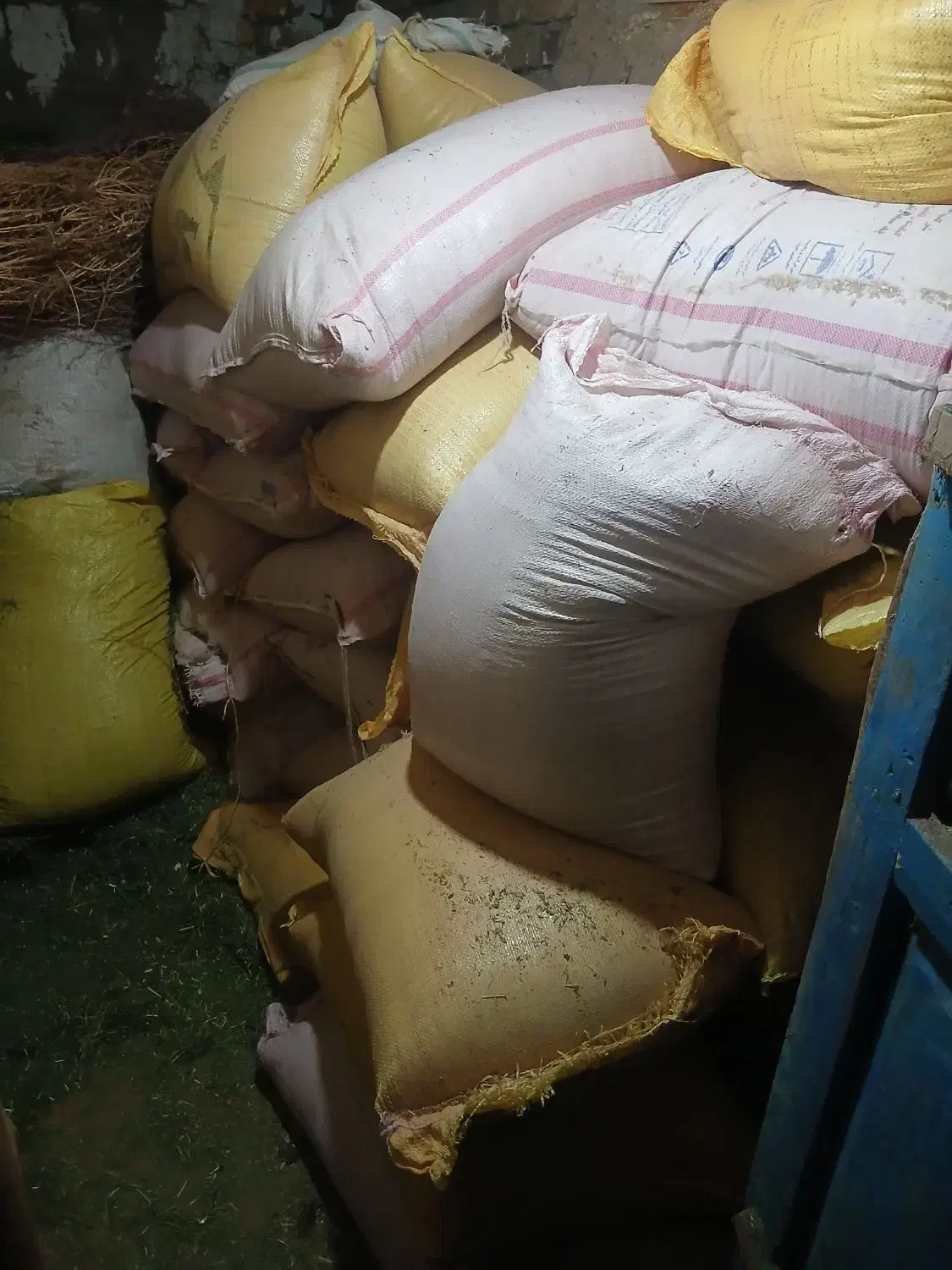 گندم بوجاری شده دیم سرداری مرغوب آگاه علیا|خوردنی و آشامیدنی|کلیائی, |دیوار