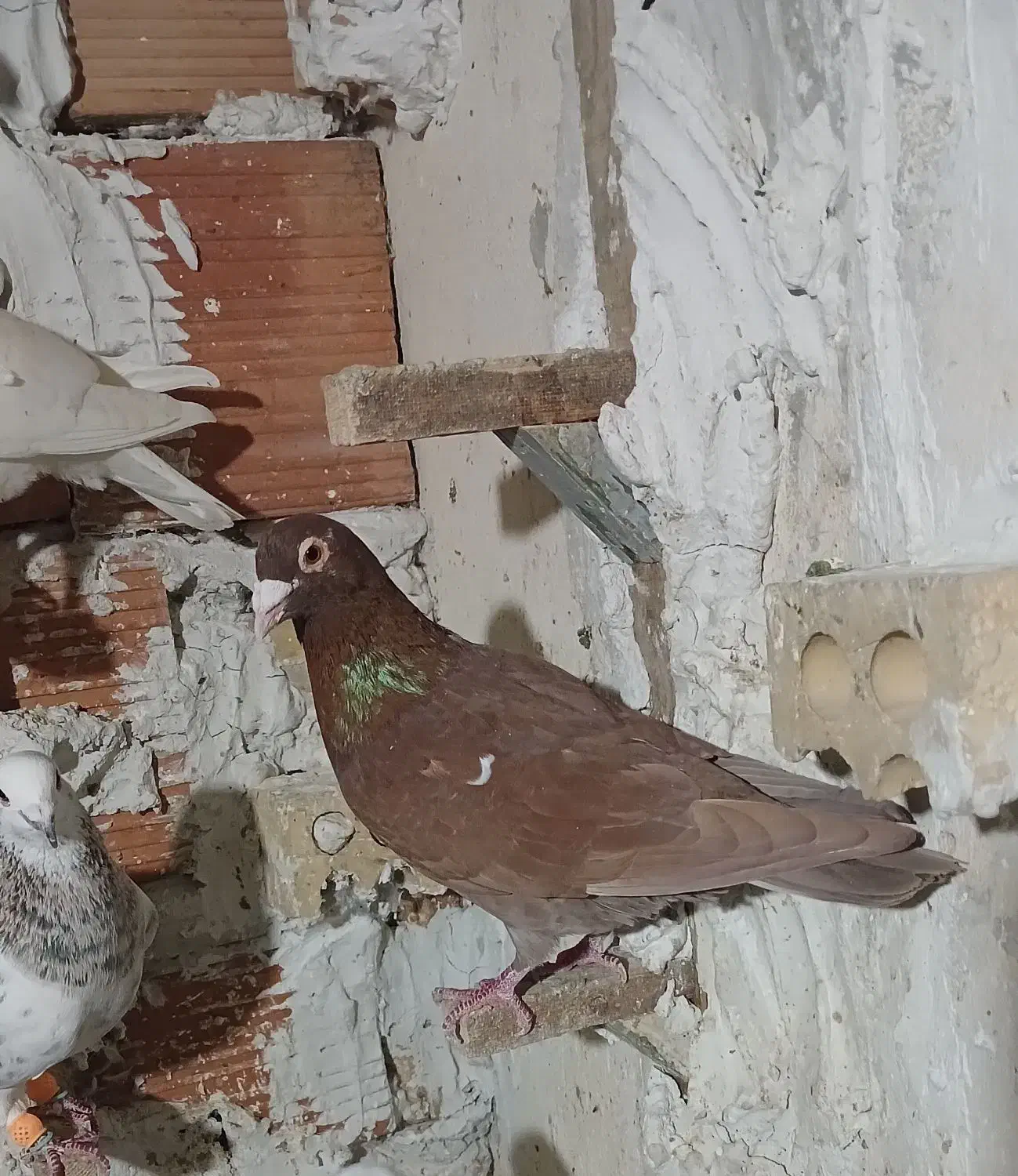 کارل|پرنده|گنبد کاووس, |دیوار