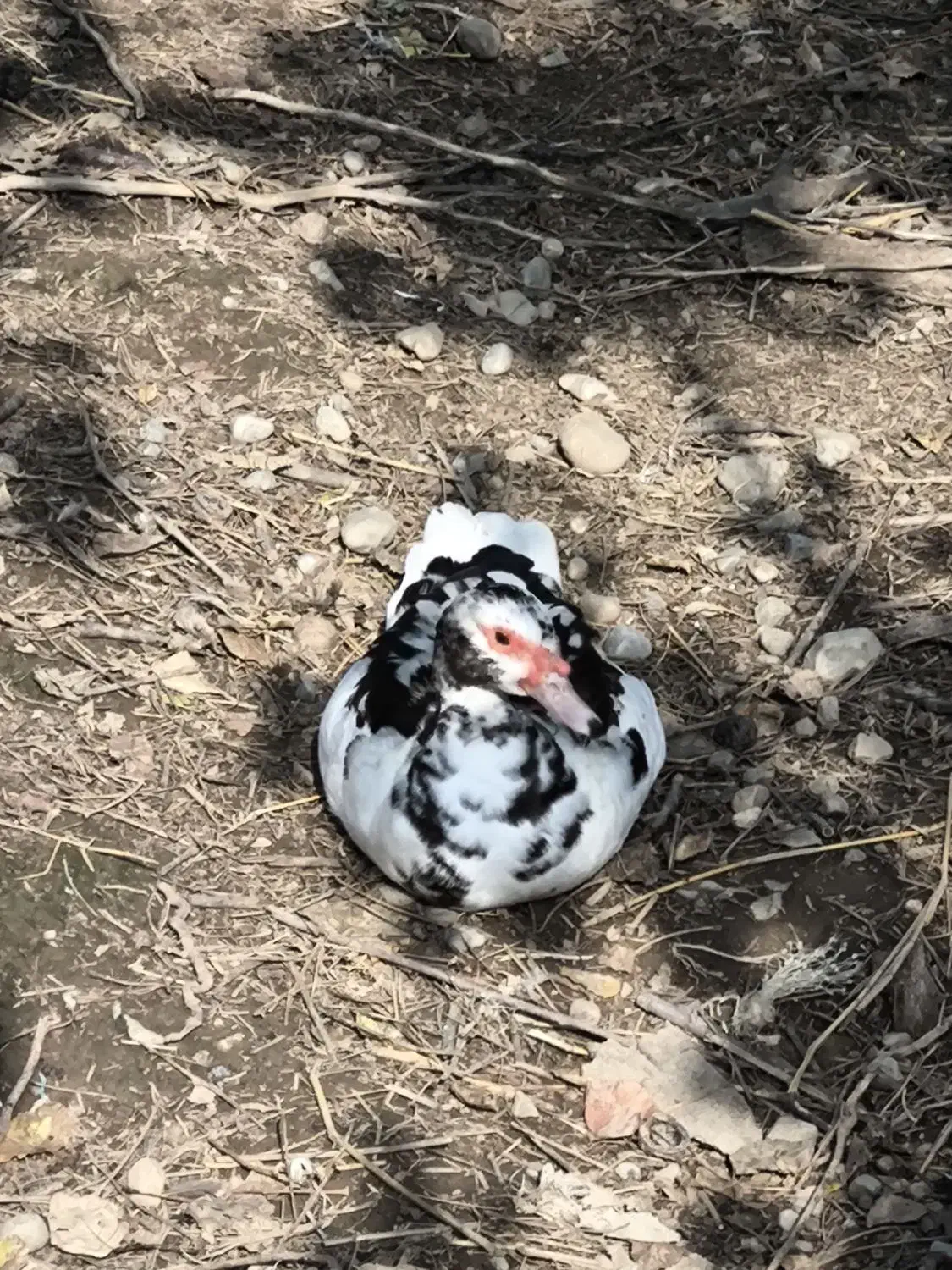 اردک اسرائیلی|حیوانات مزرعه|گرگان, |دیوار