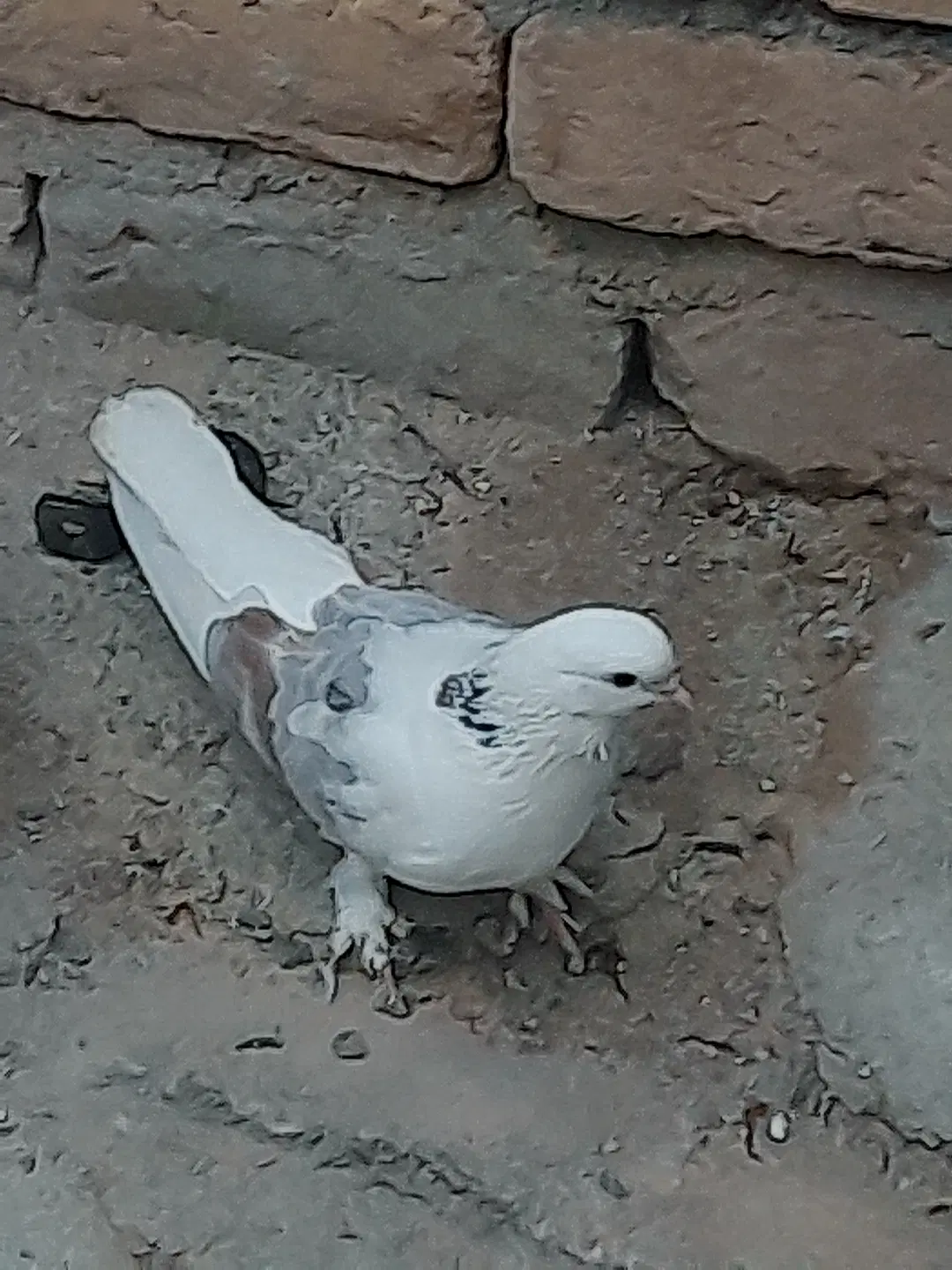کبوتر|پرنده|کوهدشت, |دیوار