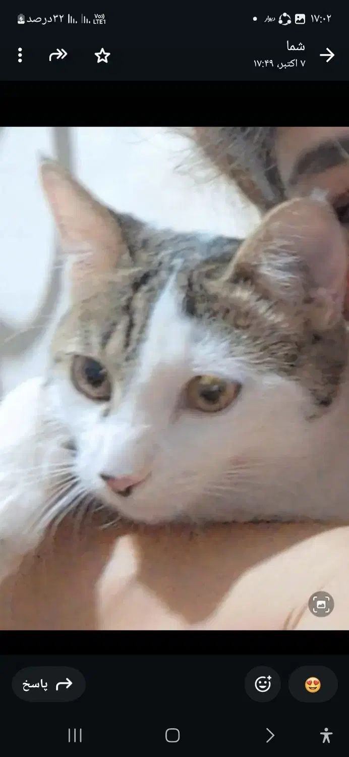 گربه ماده خانگی و بازیگوش|گربه|شیراز, شهرک مخابرات|دیوار