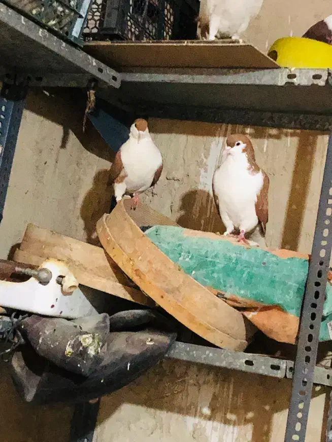 تعدادی کبوتر|پرنده|زاهدان, |دیوار