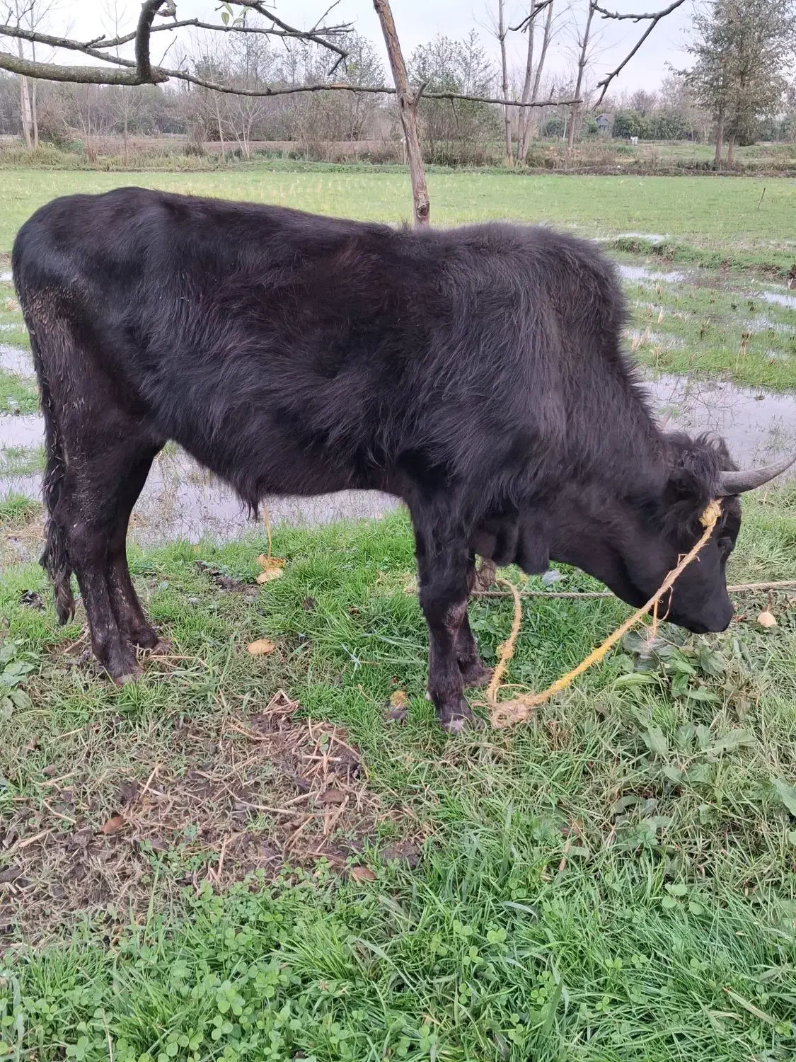 گاو در ورزا کوله|حیوانات مزرعه|خمام, |دیوار