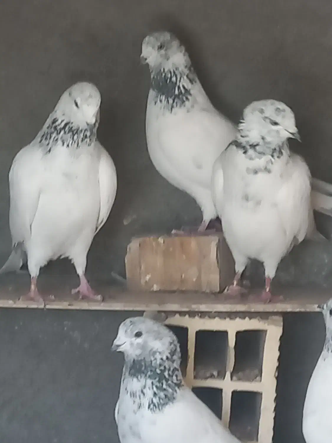 کبوتر|پرنده|لنجان, |دیوار