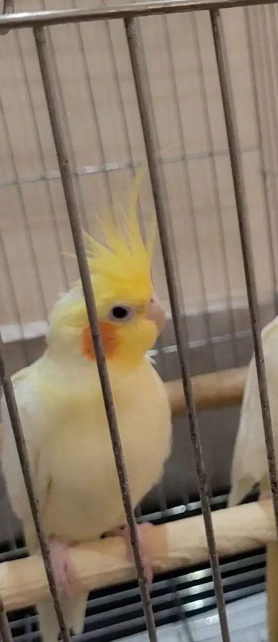 عروس هلندی نر نژاد لوتینو|پرنده|تهران, شهرآرا|دیوار