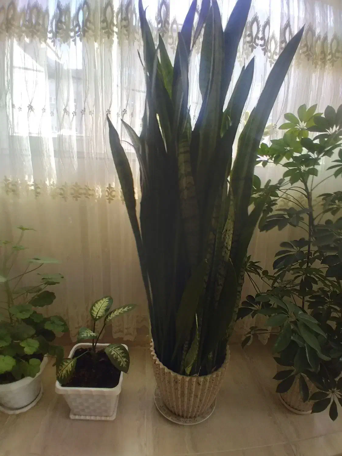 گل مطبق ۷ طبقه سالم وسلامت|گل و گیاه طبیعی|خلخال, |دیوار