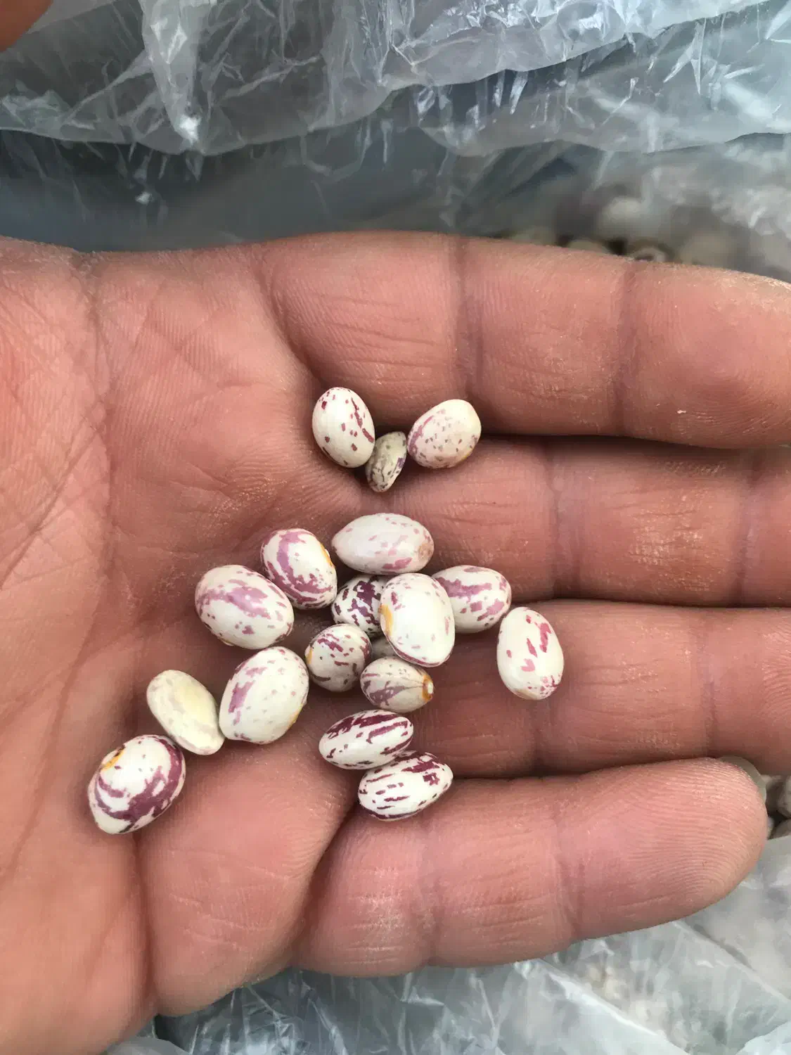 فروش لوبیا چیتی درجه یک|خوردنی و آشامیدنی|شیراز, آزادی|دیوار