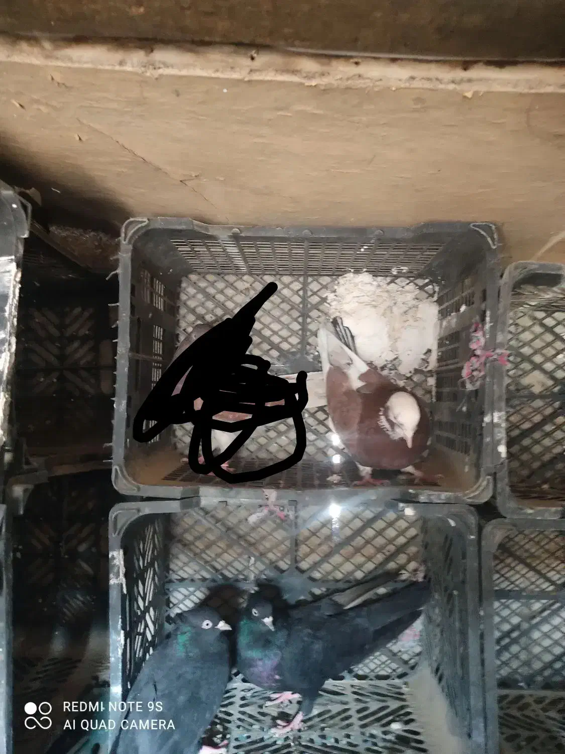 کفتر تهرانی|پرنده|زابل, |دیوار