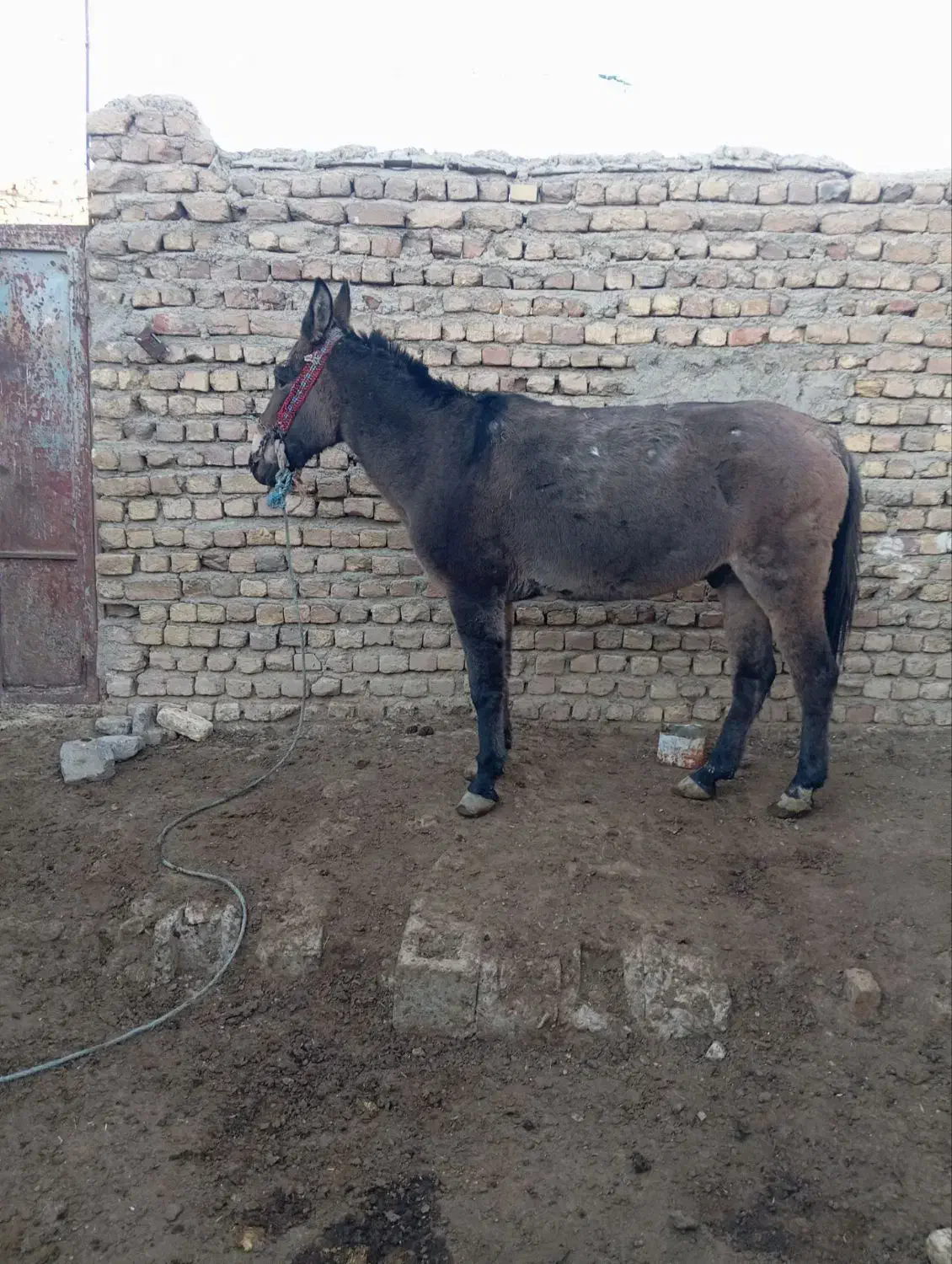 قاطرباری|اسب و تجهیزات اسب‌سواری|الیگودرز, |دیوار