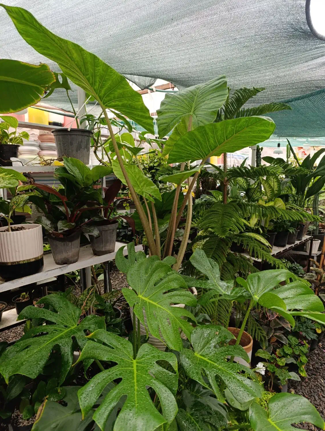 فروش بابا آدم های یک‌ونیم‌ودومتری|گل و گیاه طبیعی|مشگین شهر, |دیوار