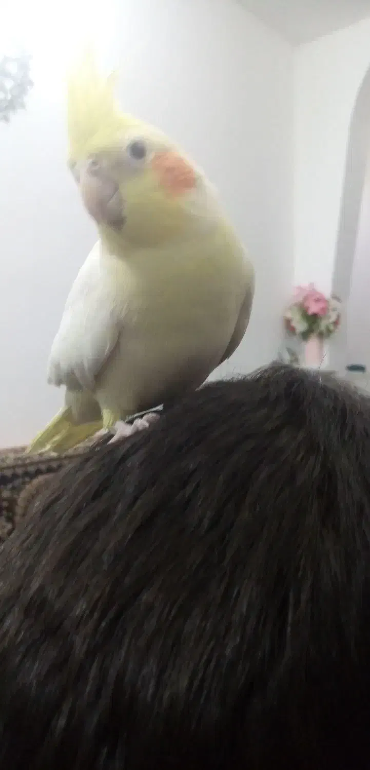 عروس هلندی دستی بازیگوش سخنگو|پرنده|رضویه, |دیوار