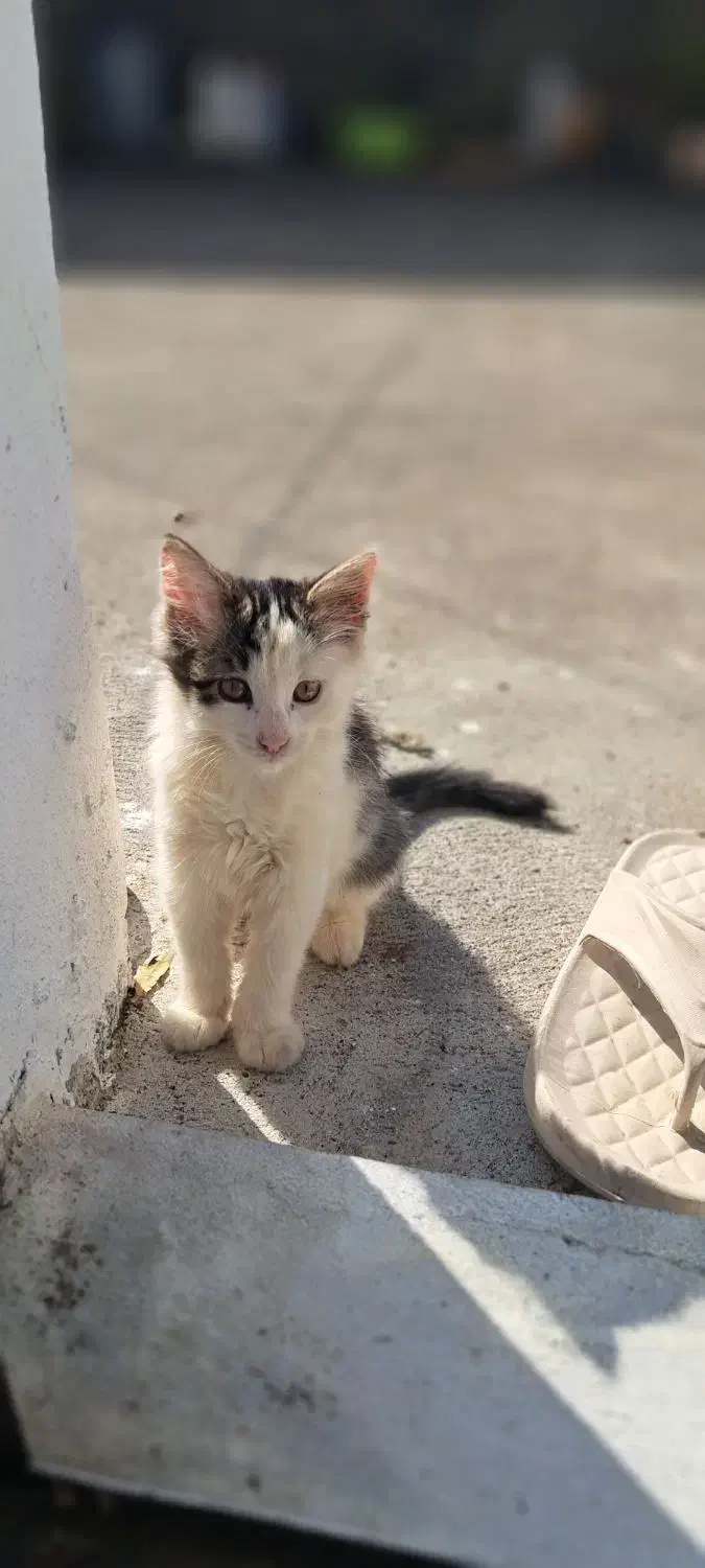 بچه گربه دیش ۳ماهه|گربه|بندر انزلی, معلم|دیوار