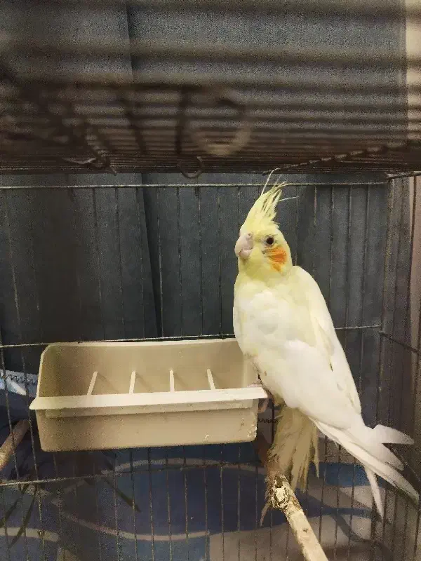 جوجه عروس هلندی|پرنده|اندیشه, اندیشه فاز ۱|دیوار