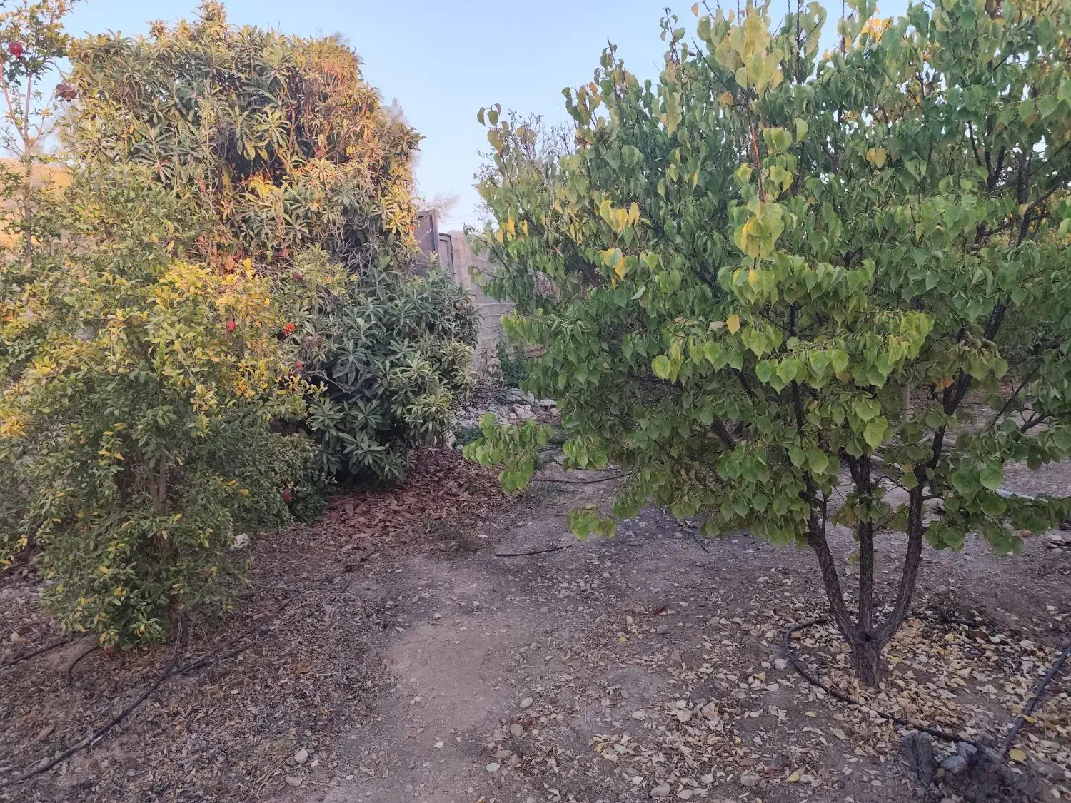 فروش باغ شهری جنت شهر وصل اسفالت|فروش زمین و ملک کلنگی|جنت, |دیوار