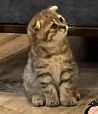 اسکاتیش دبل فولد|گربه|تهران, فردوس|دیوار