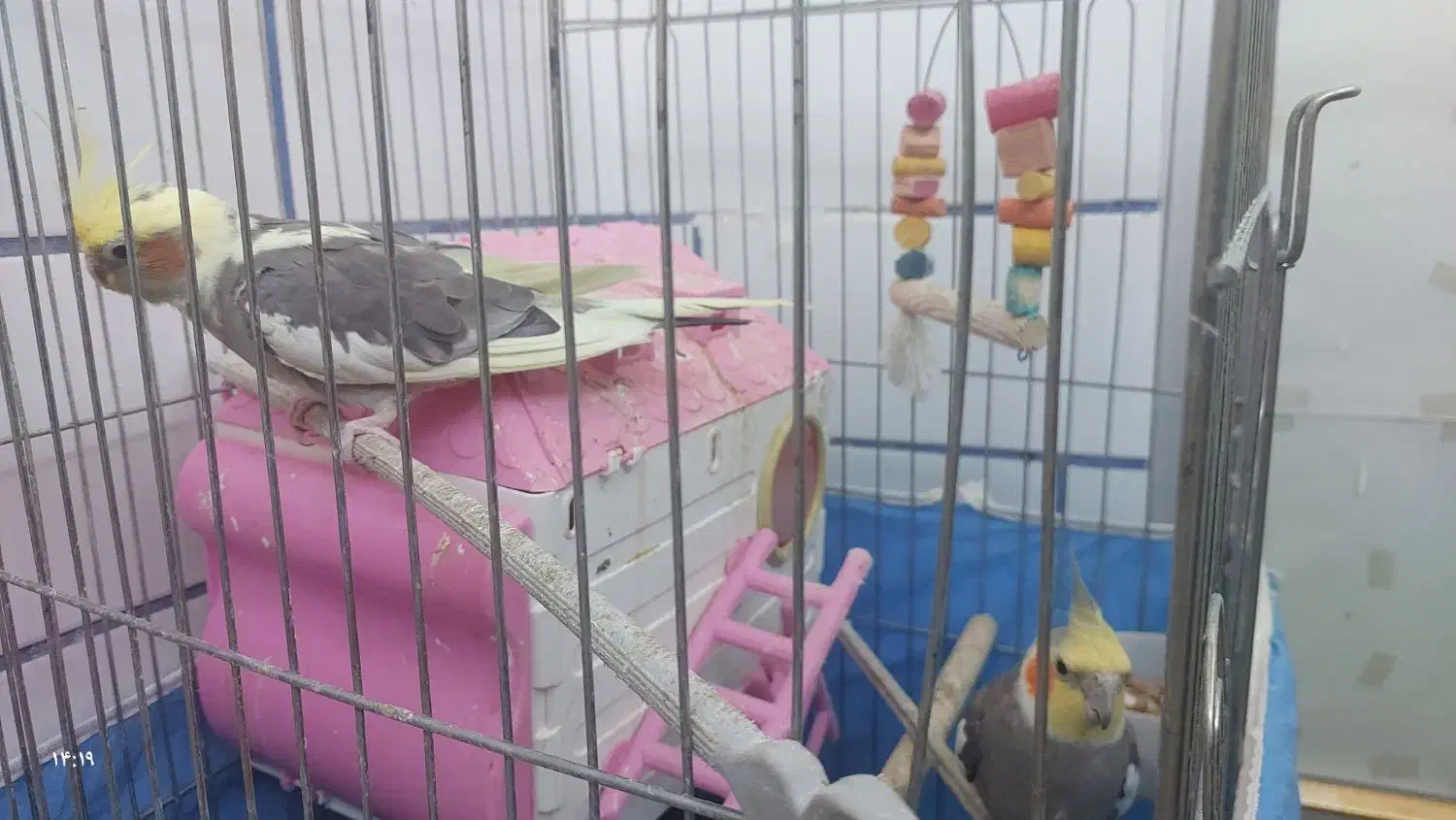 جفت طوطی عروس مولد|پرنده|بهبهان, |دیوار