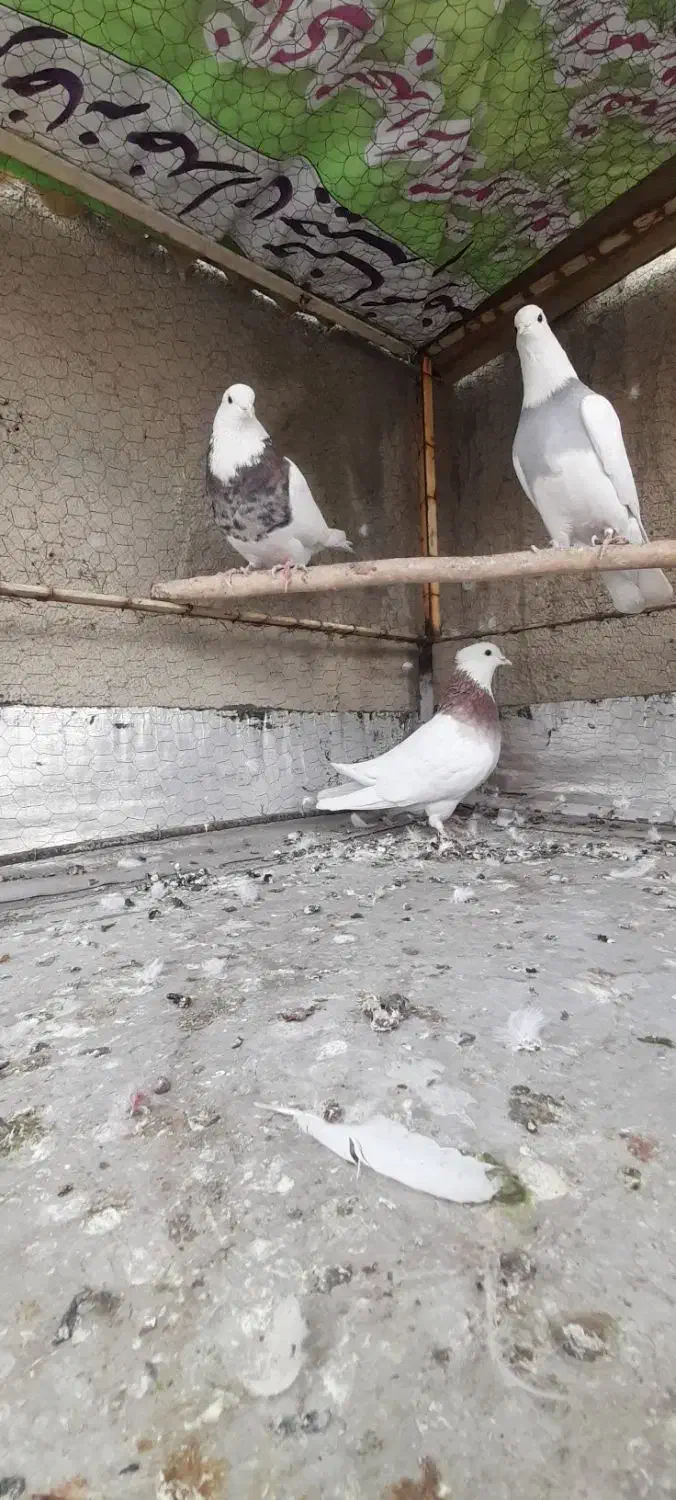 کبوتر طوقی|پرنده|همدان, |دیوار