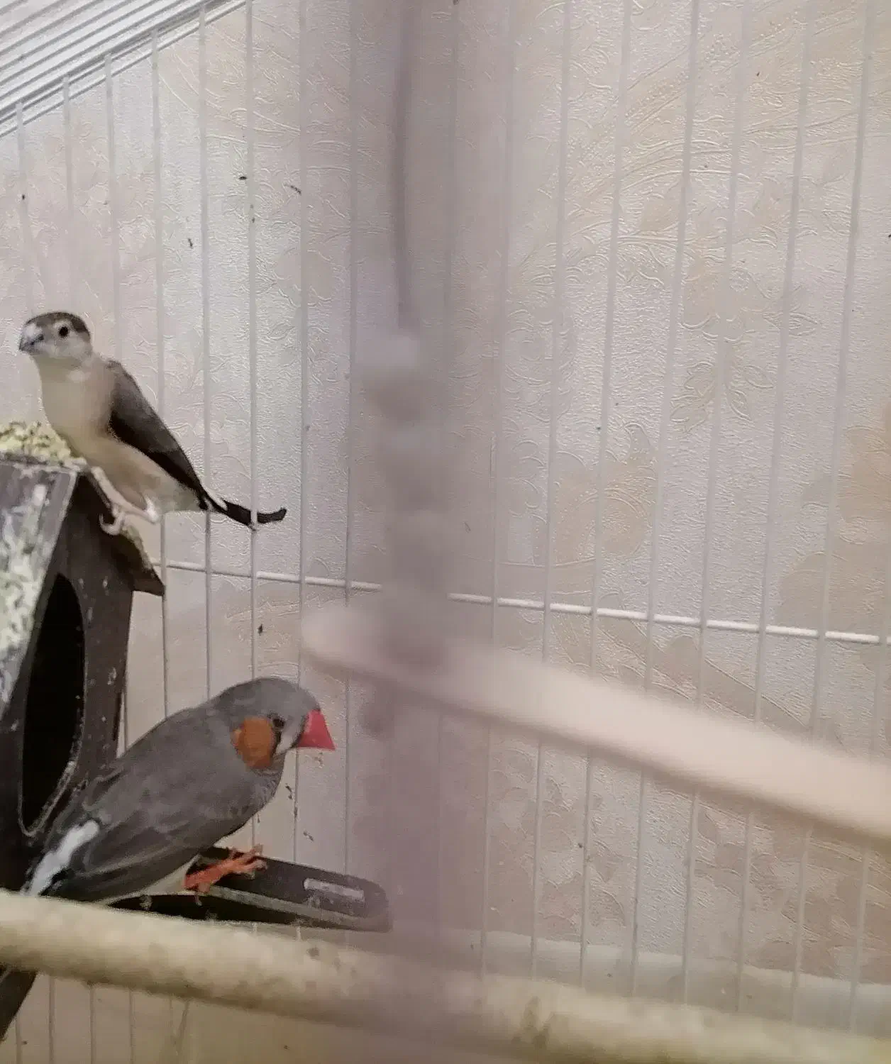 فنچ|پرنده|ری, منصوریه منگل|دیوار