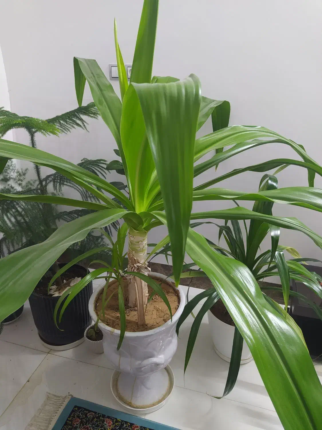 گل ذرتی|گل و گیاه طبیعی|فسا, |دیوار