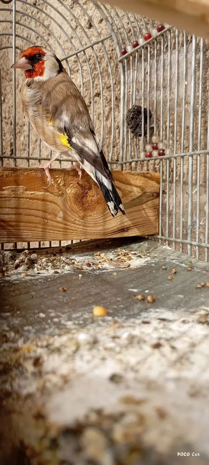 سهره قناری سهره نر|پرنده|مرودشت, سهل‌آباد|دیوار