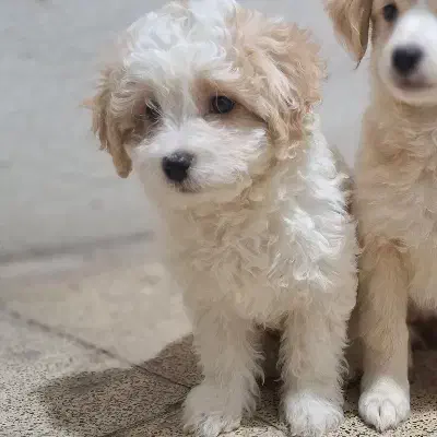 شیتزو|سگ|فولادشهر, B5|دیوار