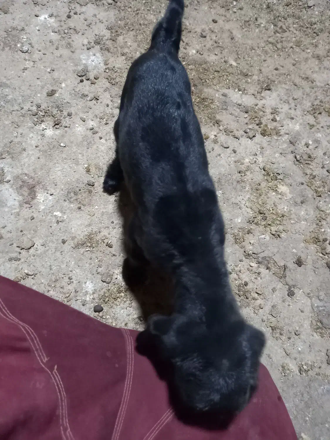 بزغاله شیری|حیوانات مزرعه|آشتیان, |دیوار