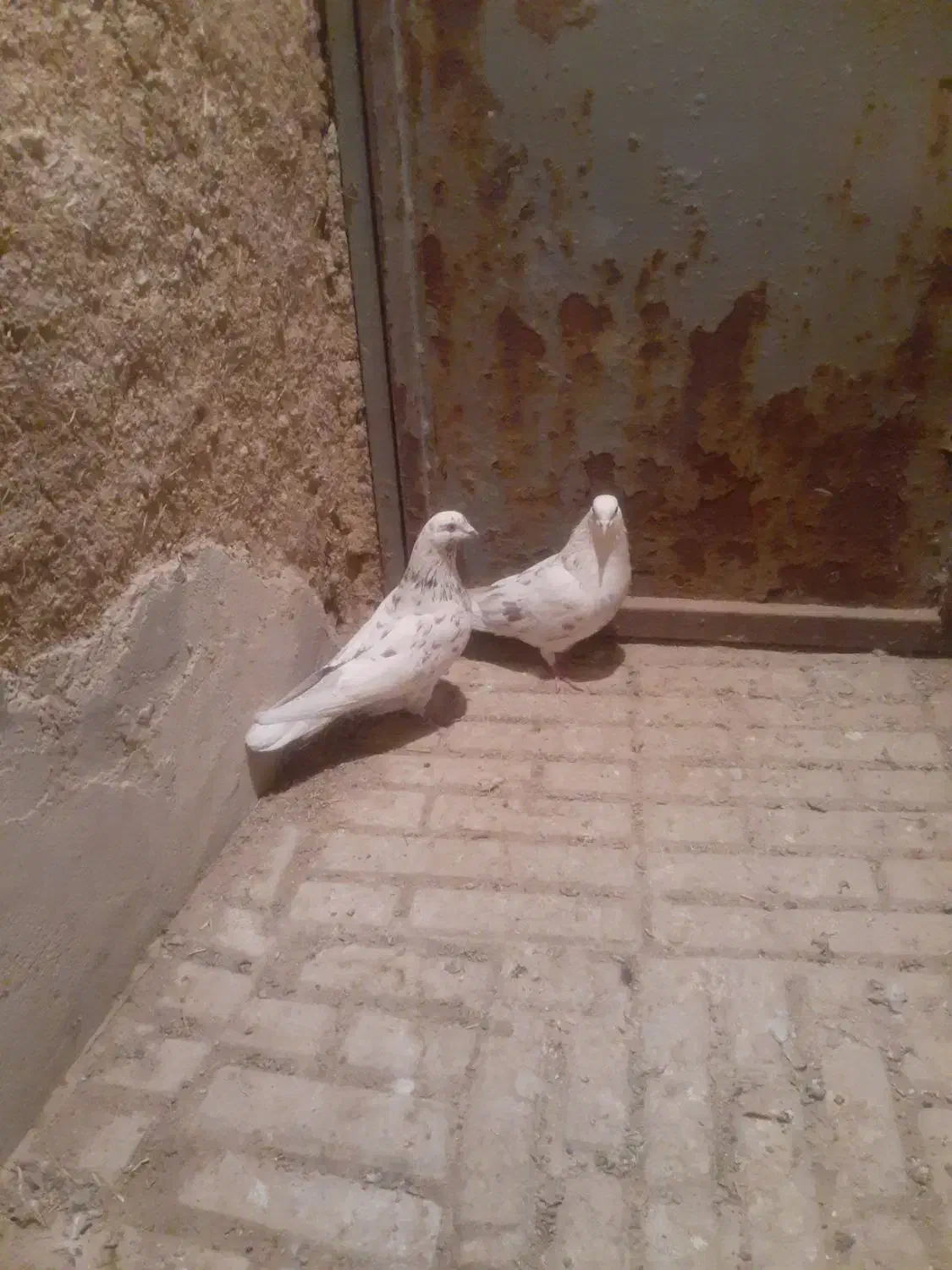 کبوتر|پرنده|کمیجان, |دیوار