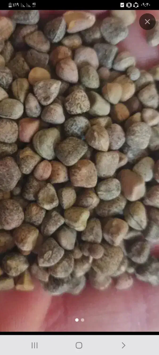 گرگروکیلوی ۱۱۰|خدمات باغبانی و درختکاری|کوهدشت, |دیوار