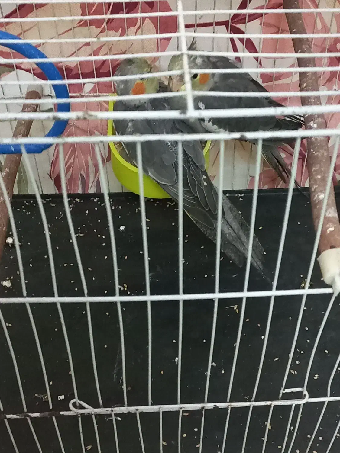 عروس هلندی|پرنده|بهشهر, |دیوار