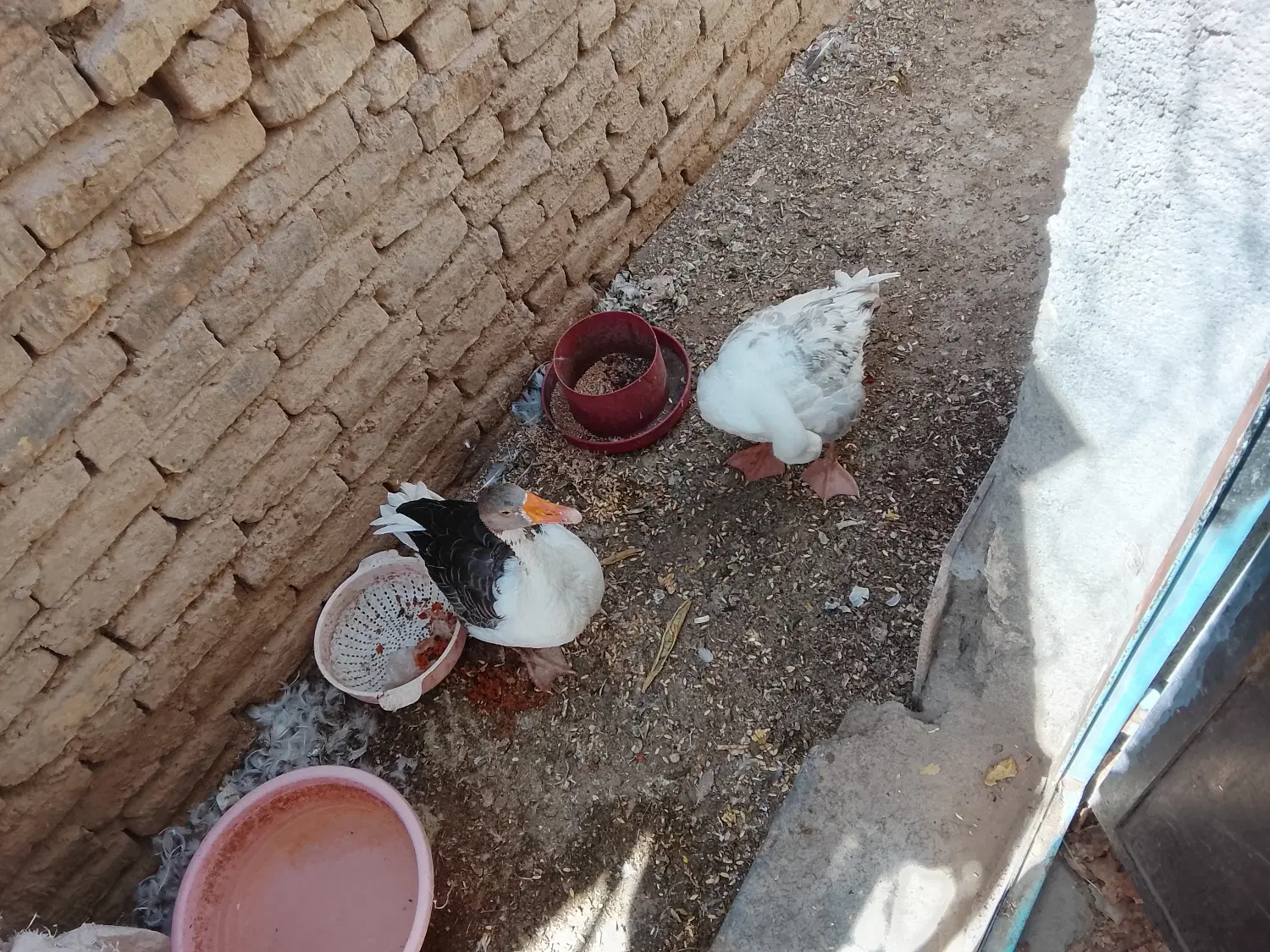 غاز|حیوانات مزرعه|خواف, |دیوار