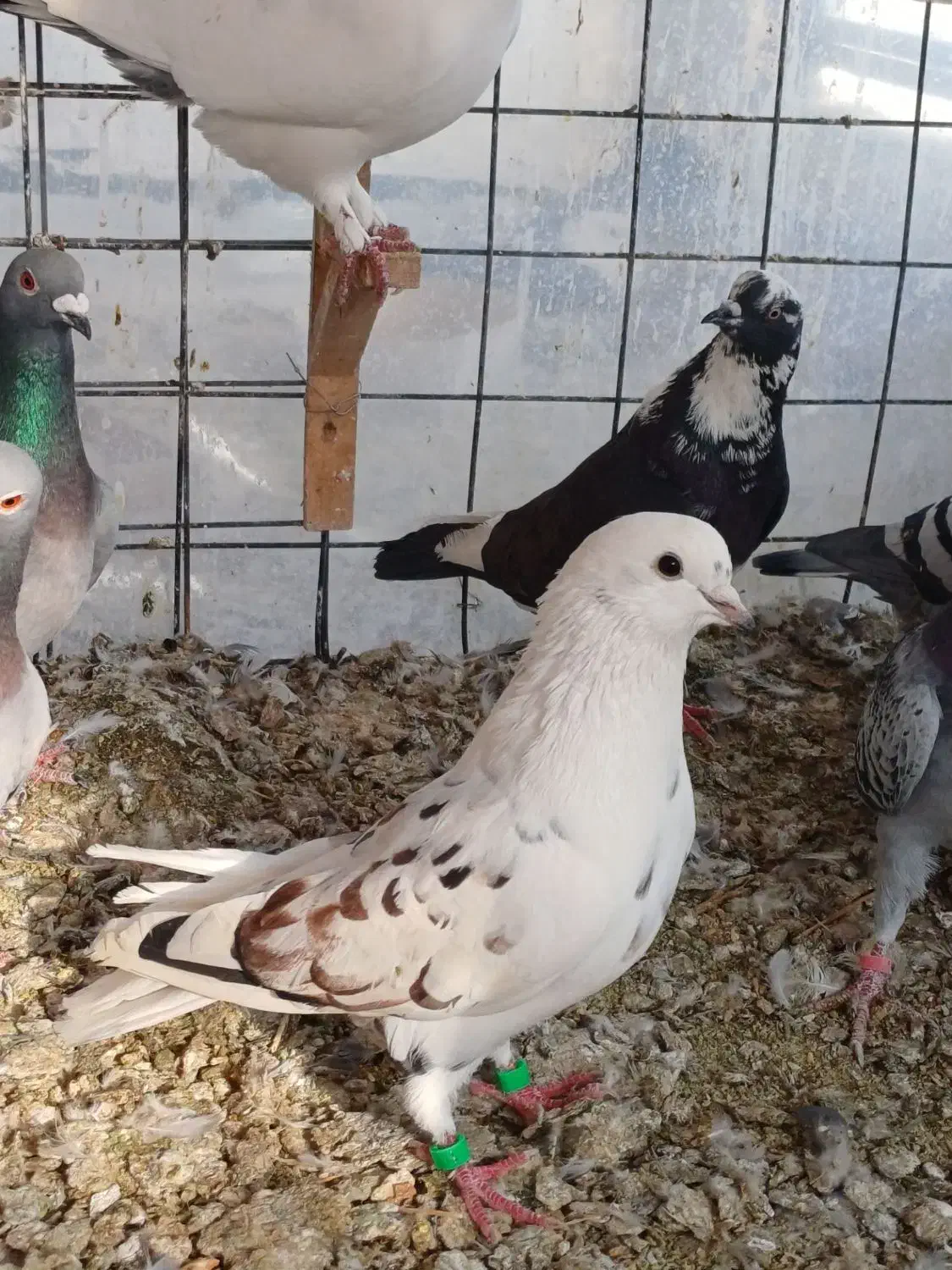 کبوتر مگسی و تک برگ|پرنده|گنبد کاووس, |دیوار