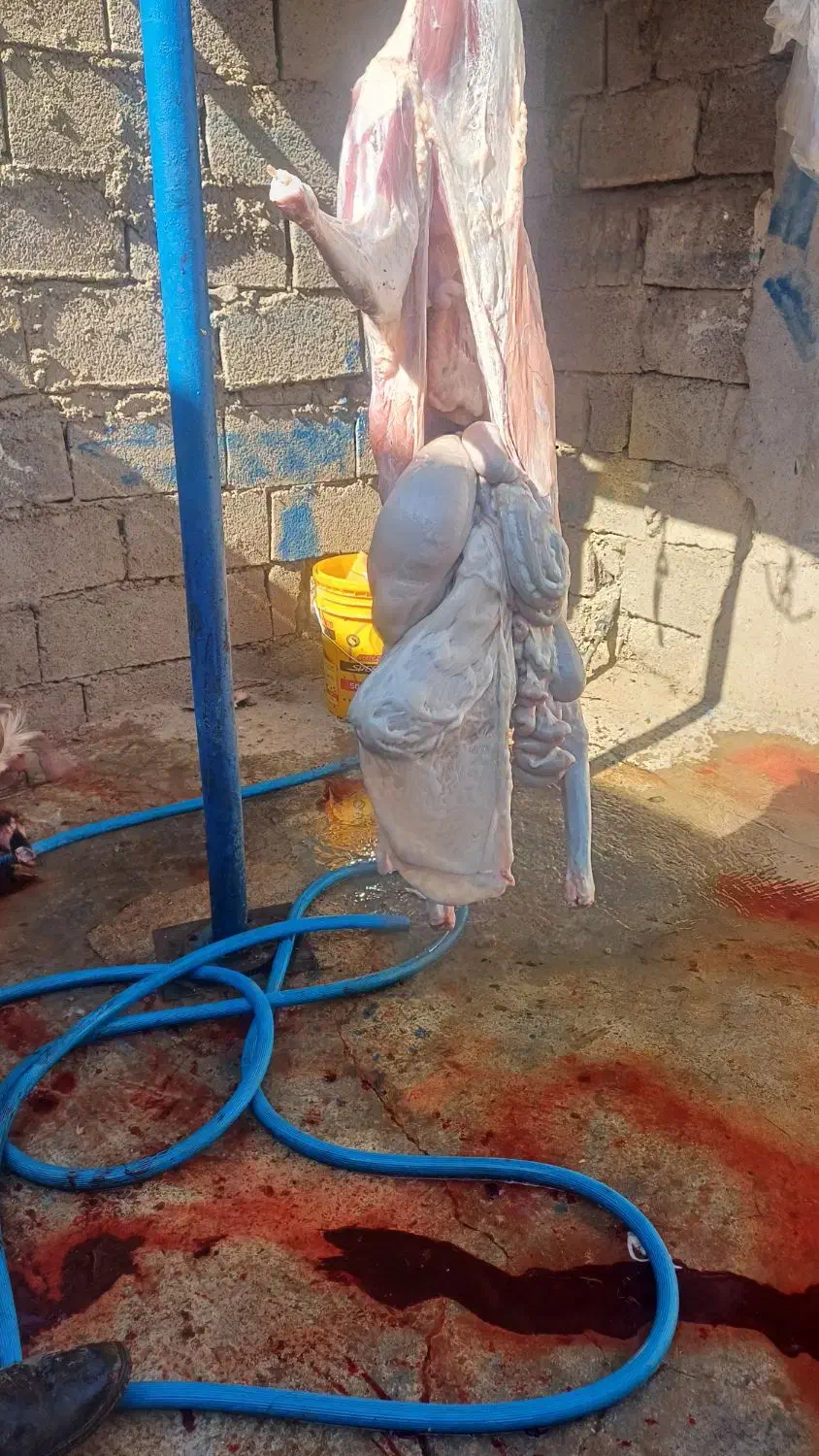 گوشت تیربز چاق کبابی بیگ چاق|خوردنی و آشامیدنی|مسجد سلیمان, |دیوار