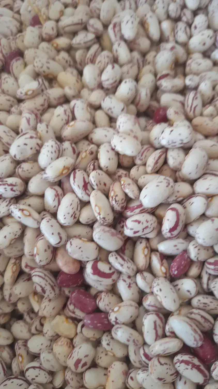 فروش لوبیا چیتی اعلا سرحد یاسوج در نوراباد|خوردنی و آشامیدنی|نورآباد ممسنی, |دیوار