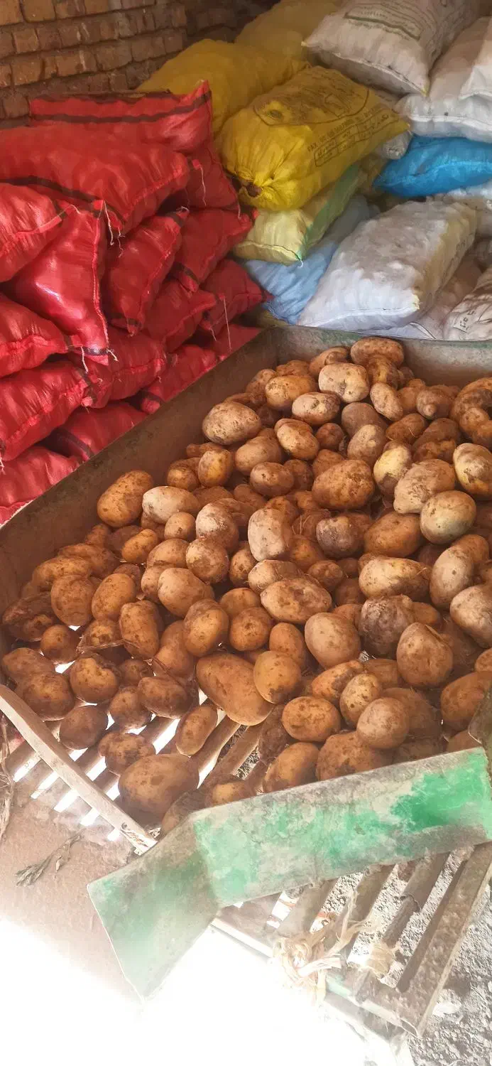 سیب زمینی اسپریت|خوردنی و آشامیدنی|دوتپه, |دیوار