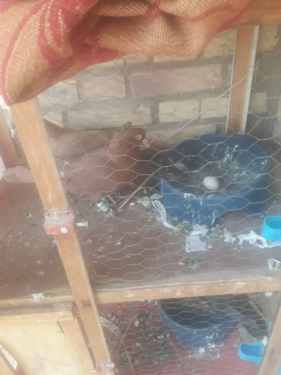 کبوتر رنگی|پرنده|سوسنگرد, |دیوار