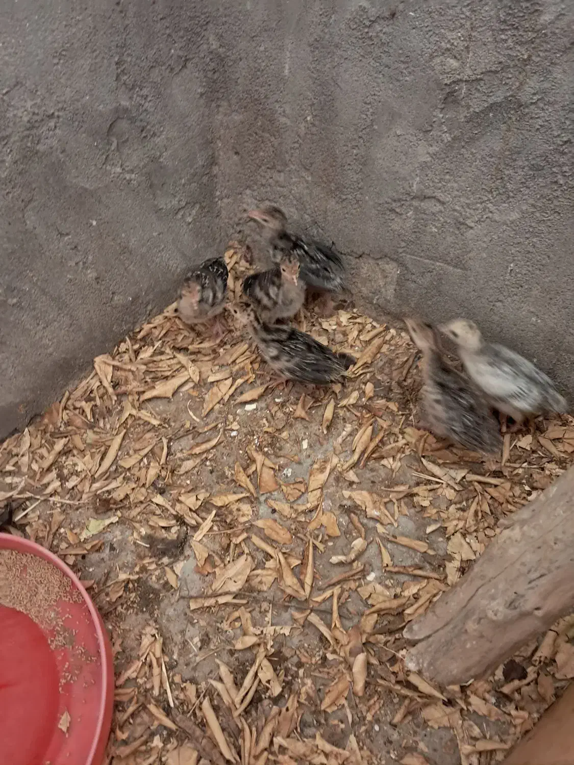 فروش مرغ و بوقلمون|حیوانات مزرعه|اندیمشک, |دیوار