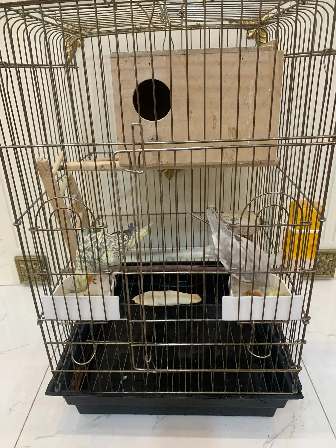 عروس هلندی مولد|پرنده|ری, فیروزآبادی|دیوار