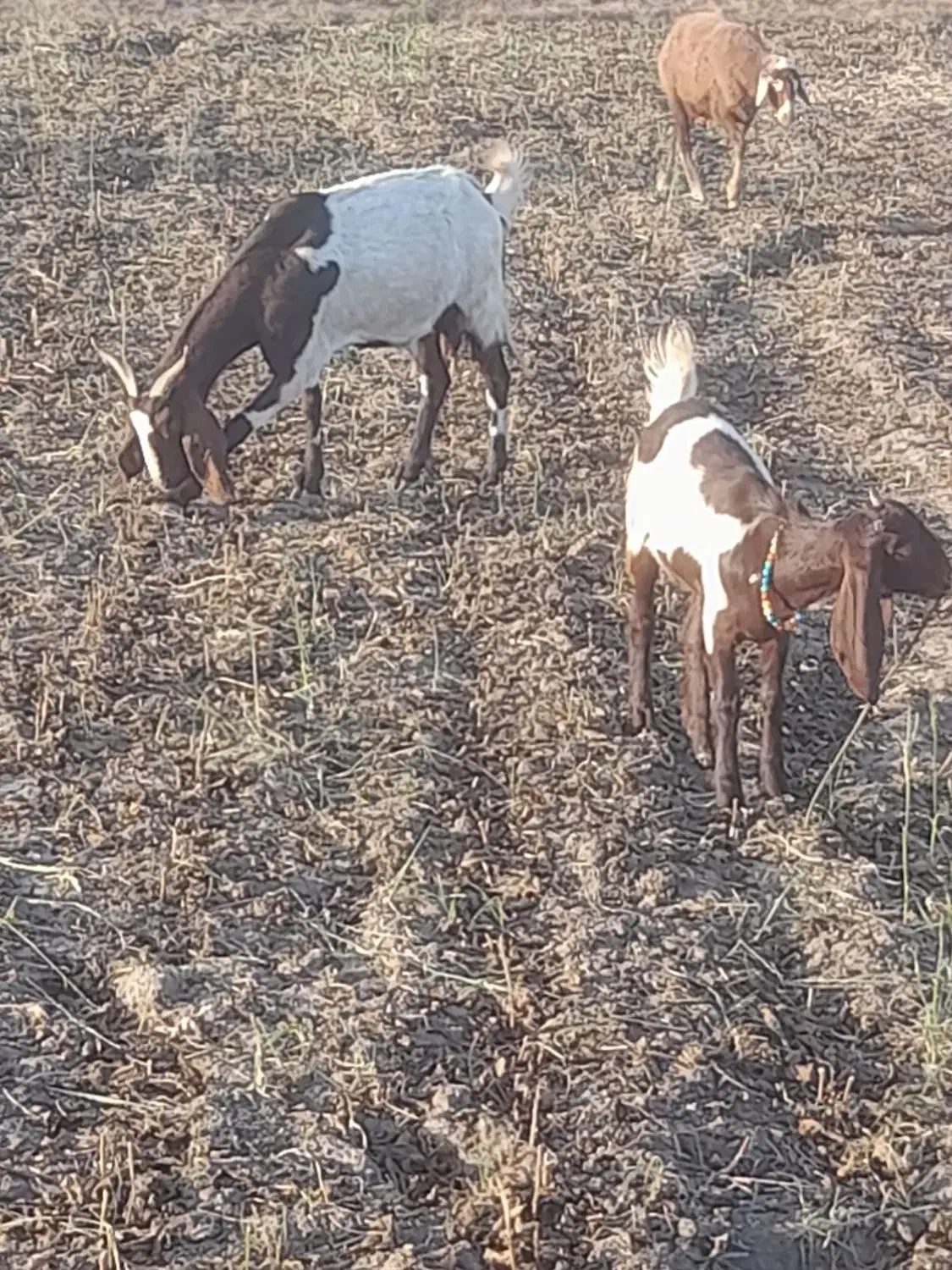 بز و بزغاله اصیل و پاکستانی|حیوانات مزرعه|فاضل آباد, |دیوار