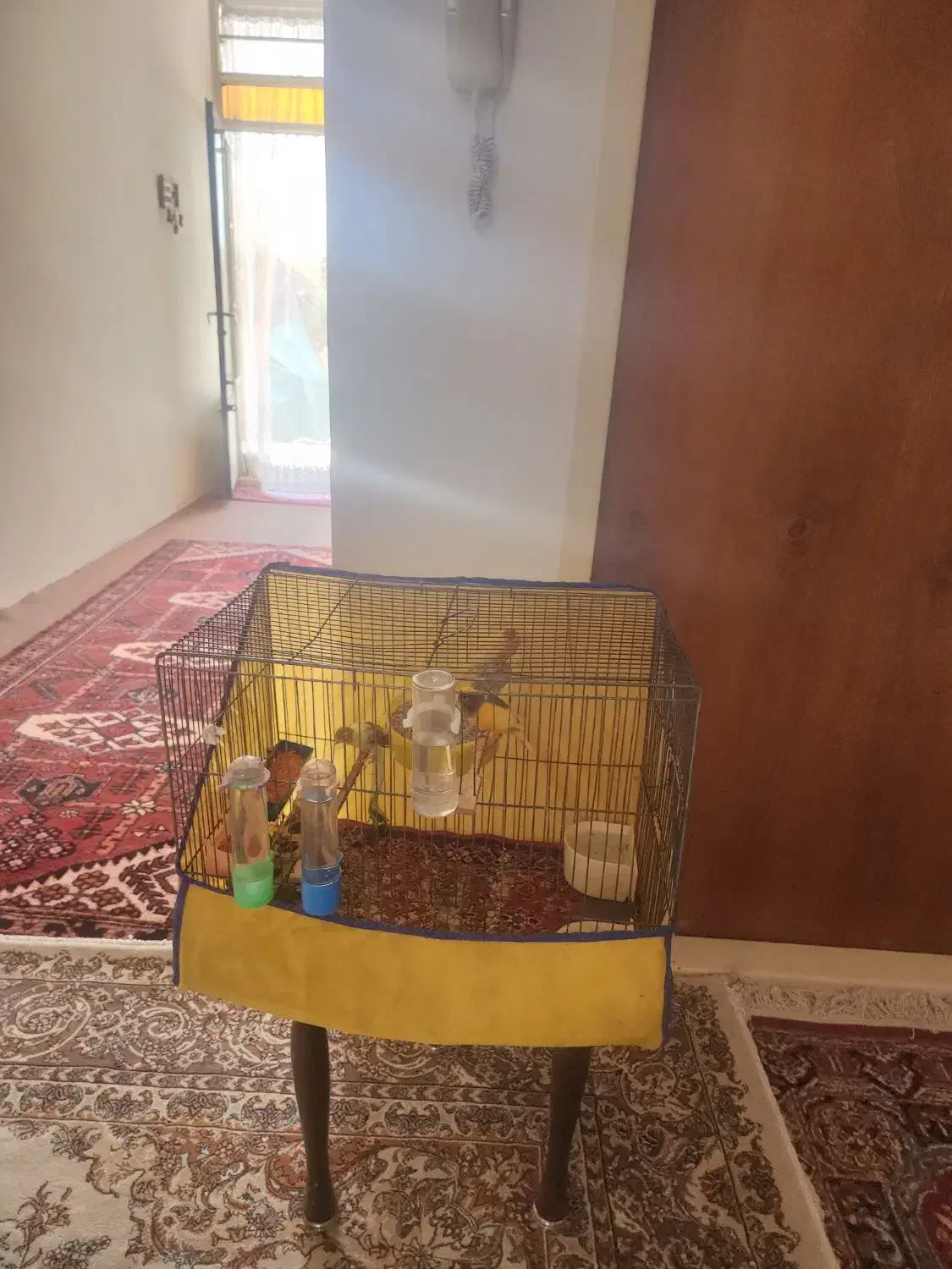 تعدادی قناری نروماده اماده وبخون وجوجه دوماهه|پرنده|ساوه, |دیوار