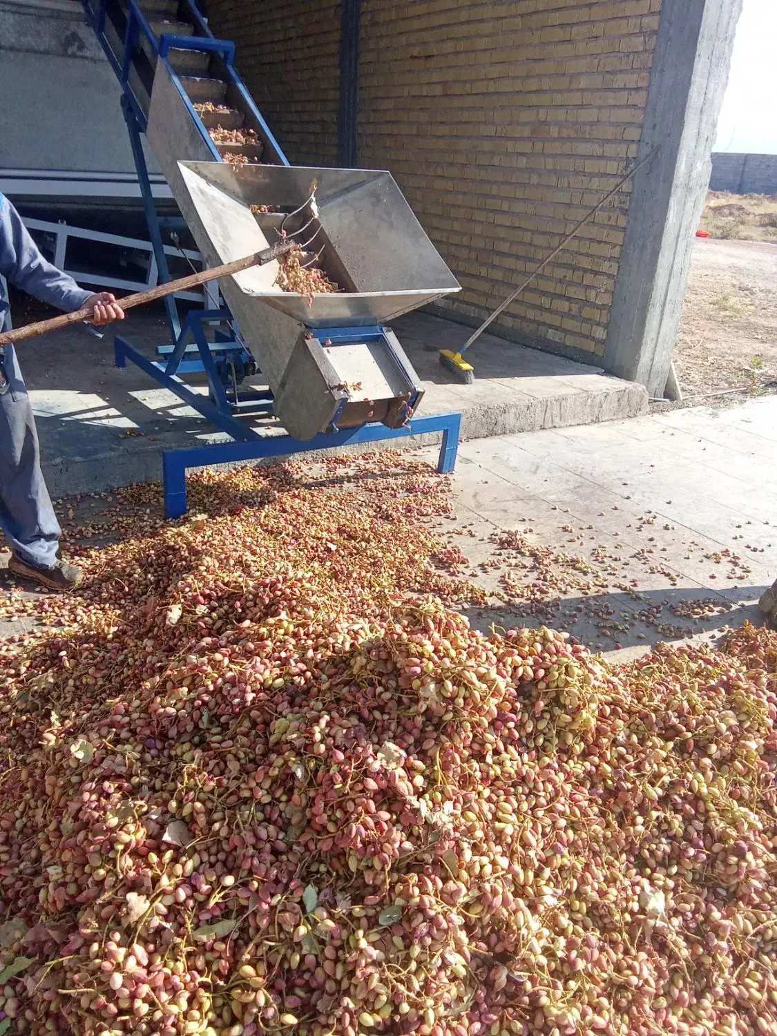 پوست گیری  وخرید انواع پسته|خدمات باغبانی و درختکاری|سروستان, |دیوار